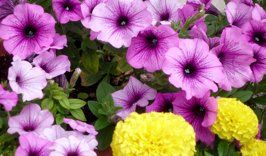 山形 デイサービスセンター わが家