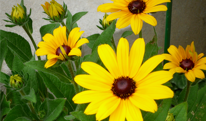山形 お泊りデイサービス わが家